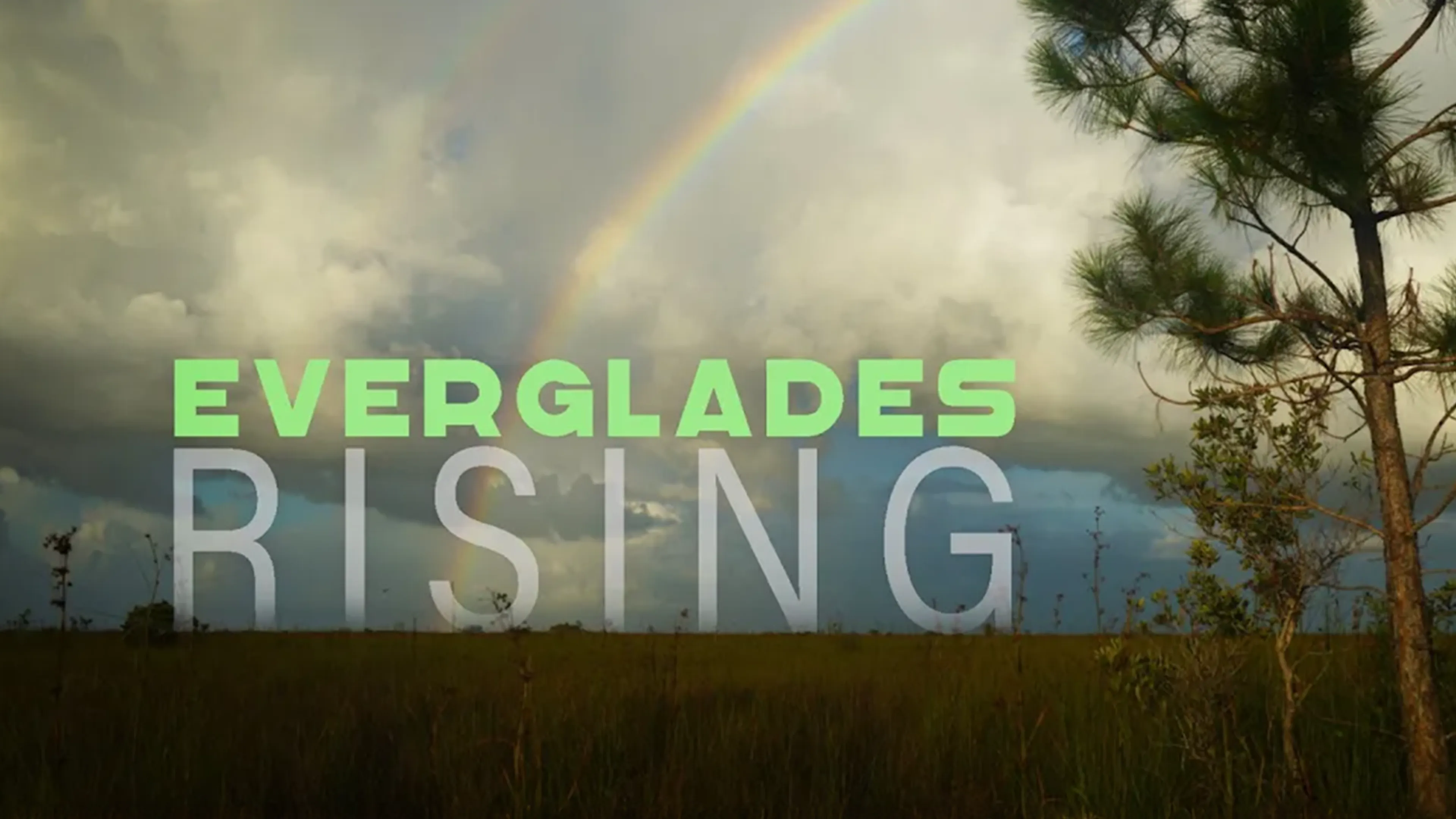 Everglades Rising poster